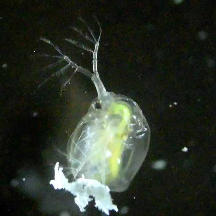 Daphnia magna affected by plastic fragments 700x700