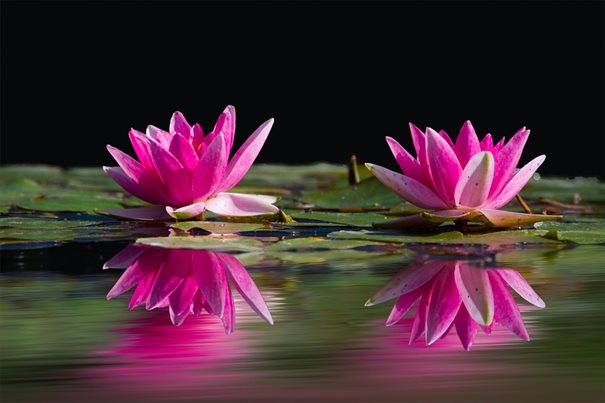 water-lilies-481984_960_720