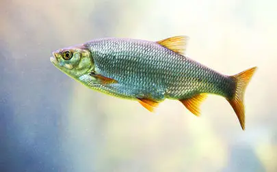 image of Hormone distortion still widespread in fish