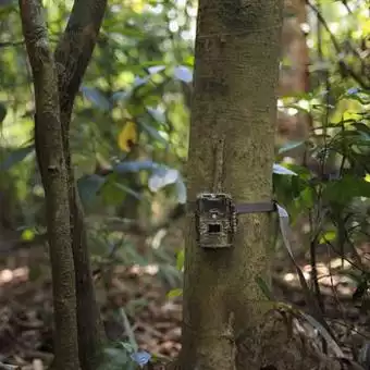 camera on a tree