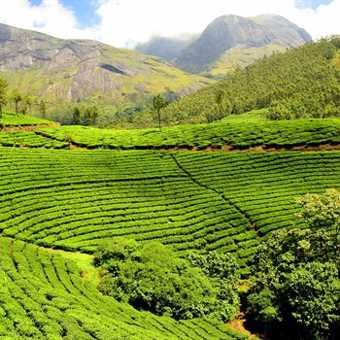 tea-plantation 